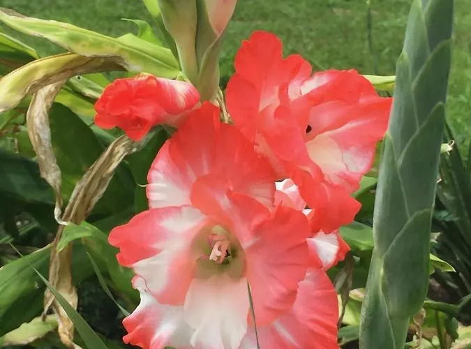 Apartment The Fruit Tree Garden Bromeliad